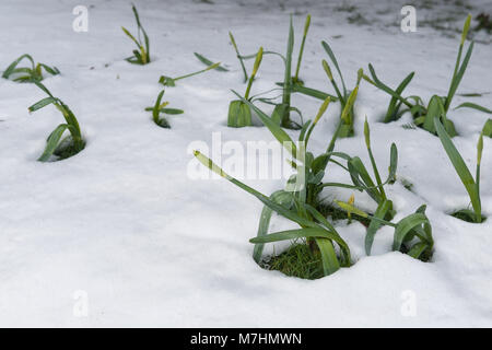 Nascosta al di sotto di oltre 40cm di neve per una settimana di neve di fusione è di rivelare la molla narcisi che devono ancora recuperare essendo stata piegata dal peso di nevicata Foto Stock