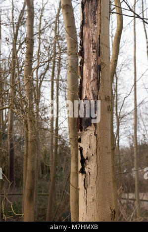 Coppia frassino la sofferenza e la malattia di deperimento con corteccia inizio alla scorza del tronco di un giovane 17m tall tree Foto Stock