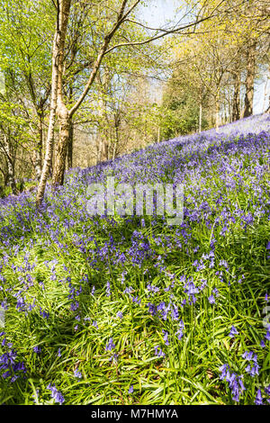 Primavera Bluebells Emmetts nel giardino vicino alla collina di IDE, Sevenoaks, Kent. Foto Stock