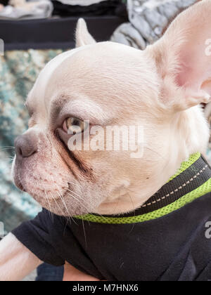 Close-up albino bulldog francese di razza cucciolo di cane. Indossando onesie nero con bordo verde. Foto Stock