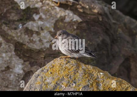 Purple Sandpiper, Calidris maritima, sono ' appollaiati su roccia a New Brighton, Wirral, Regno Unito Foto Stock