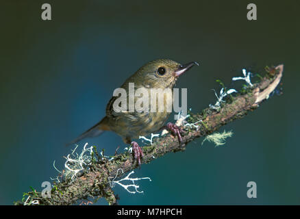 La cannella-panciuto Flowerpiercer Diglossa baritula La Cumbre, a nord di Cuidad Oaxaca, Oaxaca, Messico Dicembre 1991 femmina adulta Thraupidae Foto Stock