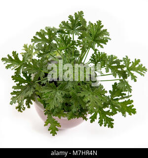 Pelargonium graveolens, Doftpelargon (Pelargonium graveolens) Foto Stock