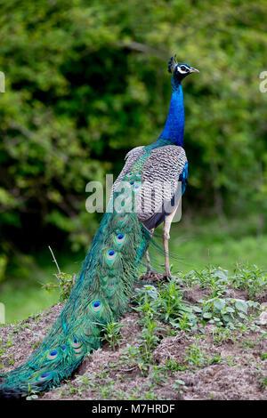 Peafowl indiano a Bandipur Riserva della Tigre, Karnataka, India Foto Stock