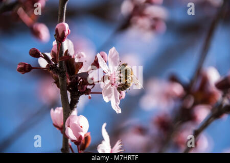 Lavoratore di api su un fiore rosa di Prunus cerasifera pissardii Foto Stock