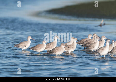 Un gruppo di Willets (Tringa semipalmata) Foto Stock