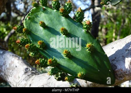 Fiori in erba, ficodindia cactus. Questo vecchio impianto alla Costa Natura Giardini Botanici è cresciuto in una struttura ad albero Foto Stock