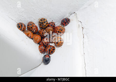 Cluster di Arlecchino Coccinelle Harmonia axyridis in inverno