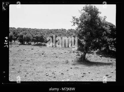 Jebel el-Drusi & Hauran. Foresta di querce. A sud di Soueida matpc LOC.17222 Foto Stock