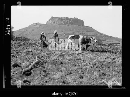 Jebel el-Drusi & Hauran. Salkhad. Un plowman mostra castello-hill in distanza matpc LOC.17220 Foto Stock