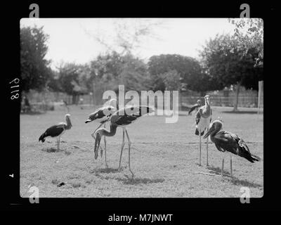 Il Sudan. Il governo di Khartoum. Lo Zoo di Khartoum. Gli uccelli acquatici (Abidmia, Abdimi) matpc LOC.17327 Foto Stock