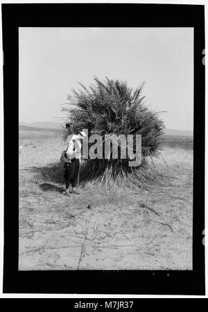 Agricoltura, ecc. Wild Palm tree che mostra un groviglio di radici al di sopra del suolo LOC matpc.15620 Foto Stock