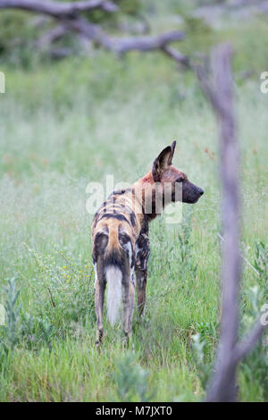 African Hunting Dog, o africano cane selvatico africano o verniciato o cane lupo verniciata (Lycaon pictus). Foto Stock