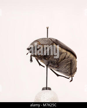 Un'immagine di Leucopholis irrorata, una specie di coleottero, nota per il suo aspetto distintivo e le sue caratteristiche biologiche. Foto Stock