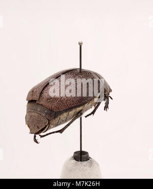 Questa immagine mostra Leucopholis irrorata, una specie di coleottero. Noto per i suoi segni distintivi, questo insetto è studiato in entomologia per le sue caratteristiche uniche. Foto Stock