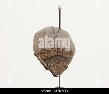 Un'immagine di Leucopholis irrorata, una specie di coleottero, tipica delle regioni tropicali. Questa specie è nota per i suoi motivi distintivi e la colorazione. Foto Stock