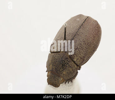 Fotografia di Leucopholis irrorata, una specie di coleottero nota per i suoi segni distintivi e trovata in varie parti del mondo. Foto Stock