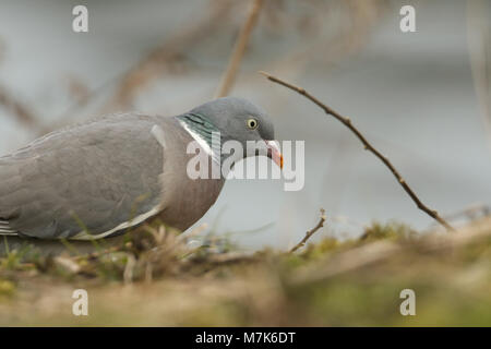Un grazioso Woodpigeon (Columba palumbus) alla ricerca di cibo sul terreno. Foto Stock