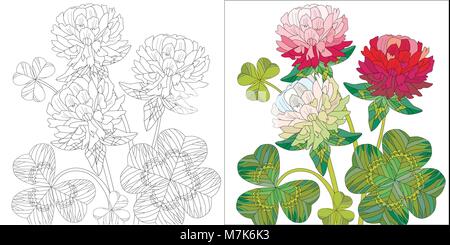 Fiori di colore rosso e trifoglio bianco con foglie. Illustrazione Vettoriale