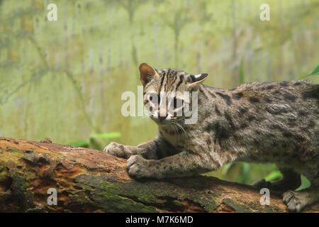 Pongono cat Foto Stock