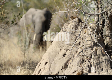 Elefante africano dietro un tumulo termite di Safari in un sudafricano game reserve Foto Stock