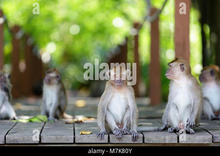 Scimmie macaco seduto sul marciapiede in una foresta di mangrovie, Malaysia Foto Stock