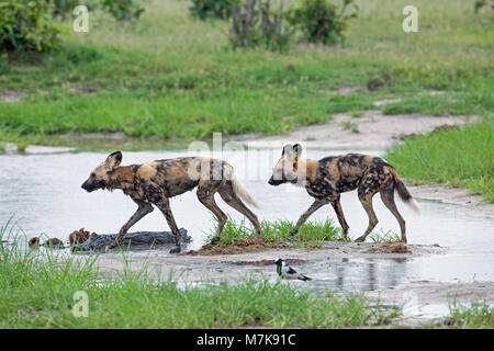 African Cani da Caccia (Lycaon pictus). Due piuttosto bagnato e sporco animali di ritorno da una suoneria fallito nella pioggia. Gennaio. Okavango Delta. Bot Foto Stock