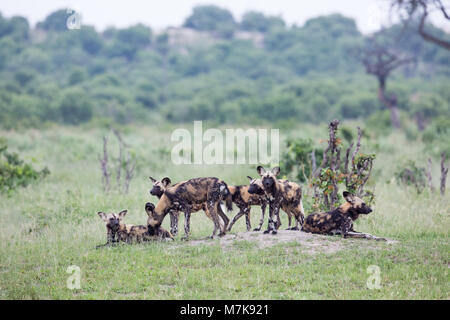 African Hunting Dog (Lycaon pictus), cresciuto family pack di sette. In attesa di decisione di spostare su off e la ricerca per la probabile preda animale. In appoggio su di una bassa mou Foto Stock
