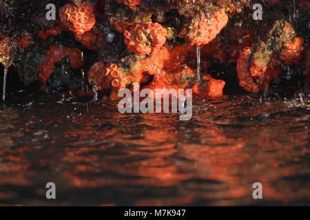 Orange cup coral (Tubastraea coccinea), Elizabeth Bay, Isabela, Isole Galapagos, Ecuador Foto Stock