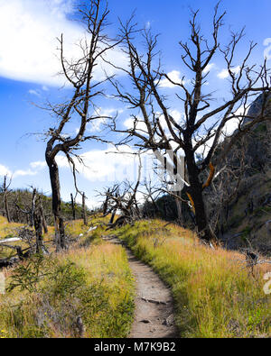 Picchi di montagna e foreste di bruciato Lenga alberi del Cordon Olguin, Parco Nazionale Torres del Paine, Patagonia, Cile Foto Stock