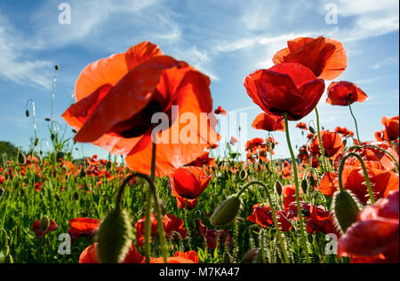 Fiori di papavero campo sotto il cielo blu con nuvole. bellissimo paesaggio estivo al tramonto Foto Stock