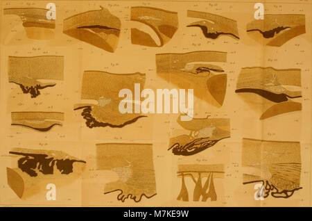 L'Archiv für mikroskopische Anatomie* del 1881 documenta la ricerca scientifica sull'anatomia microscopica e la biologia, compresi esami dettagliati delle strutture umane e animali sotto ingrandimento. Foto Stock