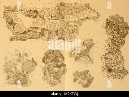 L'edizione 1900 "Archiv für mikroskopische Anatomie" si concentra sull'anatomia microscopica, fornendo approfondimenti sulle strutture cellulari, tissutali e organizzative in biologia e medicina. Foto Stock