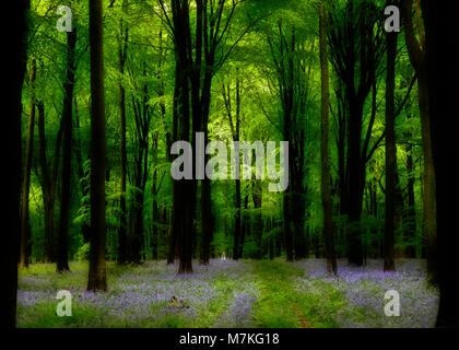 Un oscuro e misterioso Micheldever Woods, Hampshire, nel Regno Unito, durante la stagione bluebell. Foto Stock