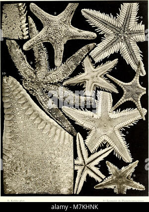 Il rapporto del 1909 descrive in dettaglio gli esemplari di stelle marine raccolti durante la spedizione Investigator nell'Oceano Indiano, documentando le specie marine e contribuendo alla prima ricerca di biologia marina. Foto Stock