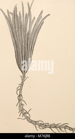 Questo rapporto scientifico documenta tre spedizioni di rilievo del piroscafo Blake della U.S. Coast and Geodetic Survey attraverso il Golfo del Messico, il Mar dei Caraibi e la costa atlantica, studiando la topografia marina e l'oceanografia. Foto Stock