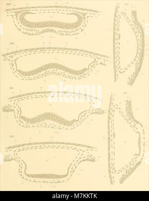 Beiträge zur Entwicklungsgeschichte und Anatomie der Wirbeltiere (1903) (20336794416) Foto Stock