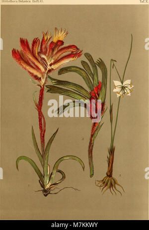 Beiträge zur Flora und Pflanzengeographie Australiens (1914) (20369302271) Foto Stock