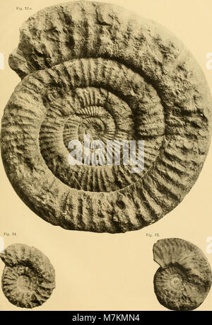 Beiträge zur Paläontologie und geologiche Österreich-Ungarns und des orienta - Mitteilungen des Geologischen und istituti Paläontologischen der Universität Wien (1907) (19741122704) Foto Stock