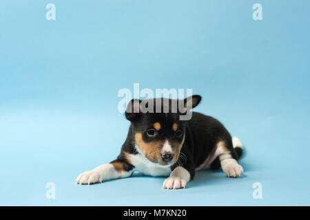 Grazioso cucciolo laici isolato a fondo azzurro. Cucciolo guarda la telecamera Foto Stock