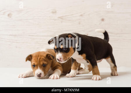 Studio Ritratto di giovane di carino piccolo africano cani di razza. Due simpatici cuccioli di Basenji. Foto Stock