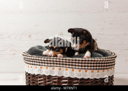 Coppia di piccoli cani che stabilisce a sfondo per studio. Due basenji tricolore cuccioli nel cestello. Foto Stock