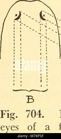 Biologia dei vertebrati - uno studio comparativo dell'uomo e i suoi alleati degli animali (1949) (20390739811) Foto Stock