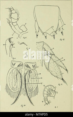 Boletín de la Sociedad Aragonesa de Ciencias Naturales (1911) (20360900656) Foto Stock