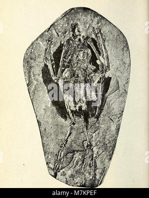 Boletín de la Sociedad Ibérica de Ciencias Naturales (1921) (19765729204) Foto Stock