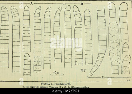 Boletim de la Sociedad de Biología de Concepción (1949) (20361332726) Foto Stock