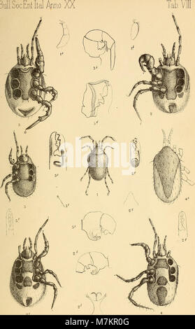L'edizione 1888 del "Bollettino della Società entomologica italiana" presenta la ricerca entomologica in Italia, mettendo in evidenza gli studi sugli insetti e il progresso scientifico. Foto Stock