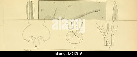Il Bollettino della Società Entomologica Italiana del 1896 documenta la ricerca entomologica italiana, tra cui la classificazione degli insetti, l'anatomia e gli studi di distribuzione. Foto Stock