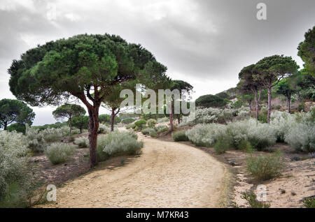 Breña y Marismas de Barbate parco naturale è la seconda più grande riserva costiera in Andalusia, Spagna. Qui sono visibili di pino costiere boscose pendici. Foto Stock