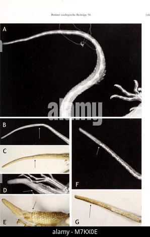 Un volume del 2007 di Bonner Zoologische Beiträge dello Zoological Research Institute and Museum Alexander Koenig, Bonn, con articoli scientifici su zoologia, tassonomia e biodiversità. Foto Stock